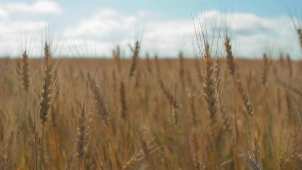 青空に対する熟成小麦のフィールド 小麦の小穂に穀物の揺れ風があります 夏に穀物収穫が始まります 農業ビジネスの概念です 環境に優しい小麦 — ストック動画