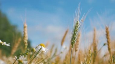 Ekmek ve tarım kavramı. Buğday mahsulü mavi gökyüzüne karşı tarlada sallar. Rüzgarda esen buğday tanesinin kehribar dalgaları. Tahıl hasadı yazın olgunlaşır
