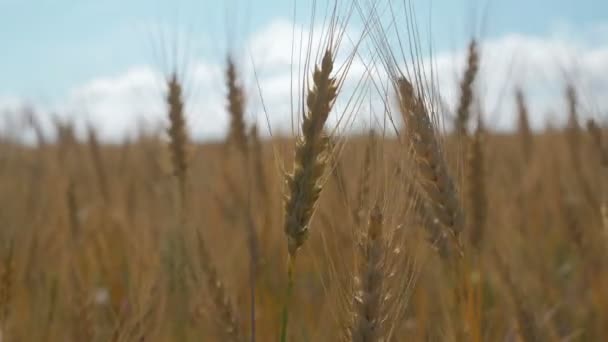 Campo de trigo amadurecendo contra o céu azul. Espiguetas de trigo com o vento de tremores de grão. colheita de grãos amadurece no verão. conceito de negócio agrícola. trigo amigo do ambiente — Vídeo de Stock