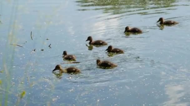 Drie jonge eendjes zwemmen in slow motion. Prachtige natuur met zonnevlekken op het wateroppervlak. Natuurlijke verlichting — Stockvideo