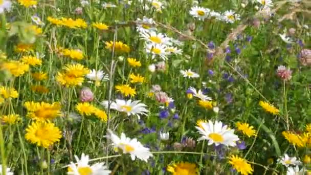 Champ avec marguerites blanches et jaunes dans le vent. Fleurs dans la prairie d'été. Doronicum — Video