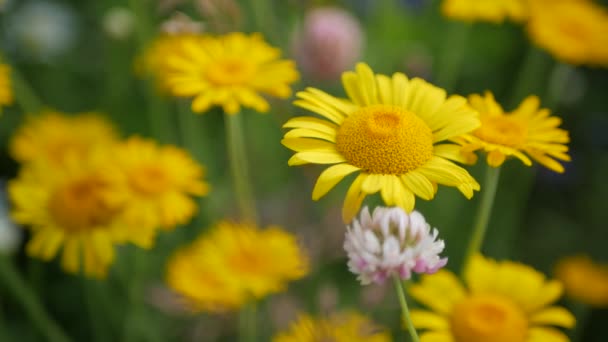 Rét virágok. Doroni um sárga százszorszép virágok ringatóznak a szélben, hosszú szirmok röpködnek. Természetes virágos tavaszi háttér — Stock videók
