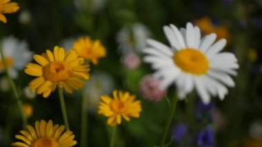 Rüzgarda beyaz ve sarı papatyalar uçuşan bir tarla. Yaz otlağında çiçekler. Doronicum.