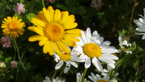 Flores de prado. Doroni um amarelo flores margarida oscila no vento, pétalas longas oscilando. Fundo de primavera floral natural — Vídeo de Stock