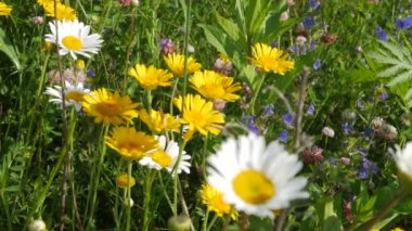Köyde yaşlı insanların yaşadığı eski ahşap ev ve bahçe çimlerle kaplıydı ve sazdan çatı sızdırıyordu.