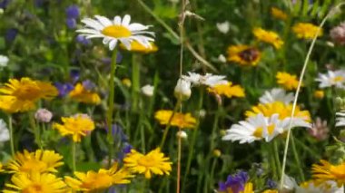 Yaz otlağında çiçekler. Rüzgarda beyaz ve sarı papatyalar uçuşan bir tarla. Matricariae