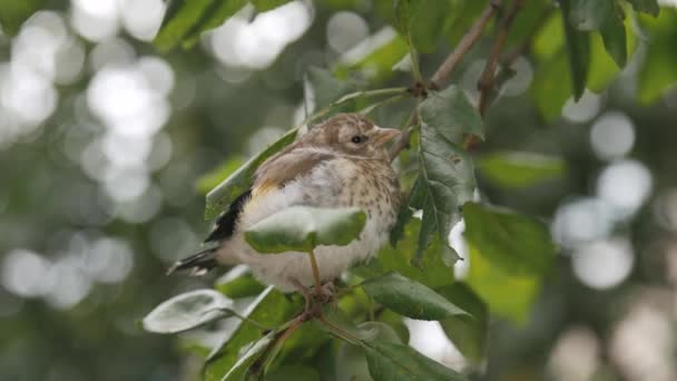 Portrait of Little bird baby on Background of Green leaves. Nestling sitting on a tree branch in green forest. Cute baby bird chaffinch, baby animal — Stock Video
