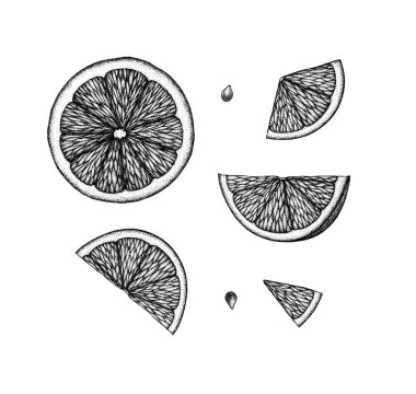 Botanik siyah ve beyaz Illustration. Limon dilim Vintage Retro tasarım şablonu. El çizilmiş mürekkep narenciye dilimleri kazınmış