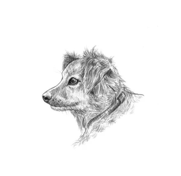 Tatlı köpek siyah beyaz kalem portresi. — Stok fotoğraf