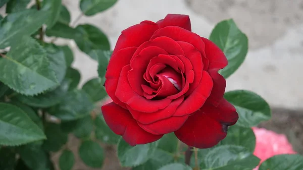 バラ園美しいバラの花 — ストック写真