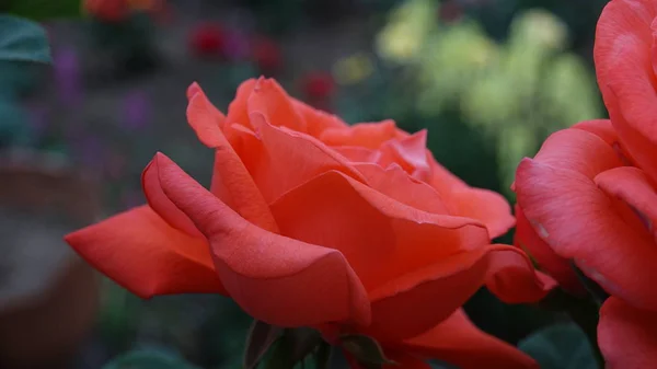 Güzel gül çiçek gül bahçesinde