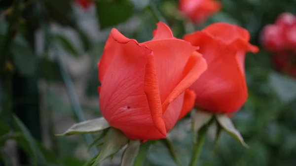 Güzel gül çiçek gül bahçesinde