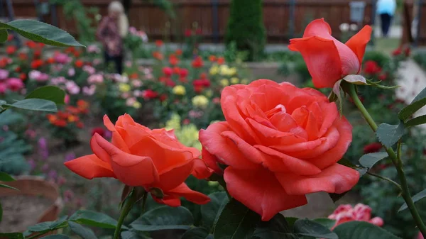 Güzel gül çiçek gül bahçesinde