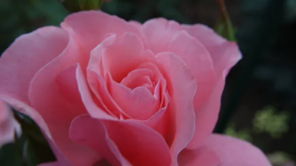 Güzel gül çiçek gül bahçesinde