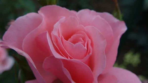 Güzel gül çiçek gül bahçesinde