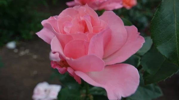 Güzel gül çiçek gül bahçesinde