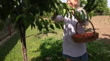 Kiraz toplama parlak güneşli bir günde sarışın kadın