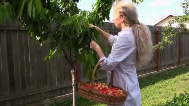 Kiraz toplama parlak güneşli bir günde sarışın kadın