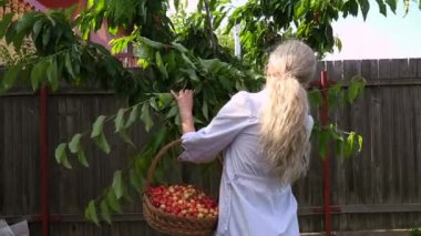Kiraz toplama parlak güneşli bir günde sarışın kadın