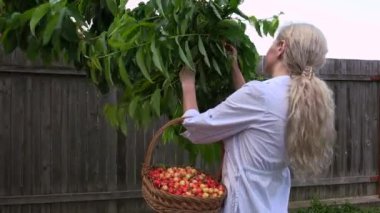 Kiraz toplama parlak güneşli bir günde sarışın kadın