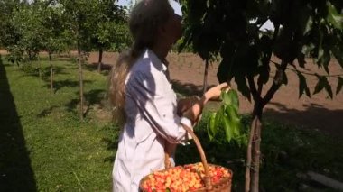 Kiraz toplama parlak güneşli bir günde sarışın kadın
