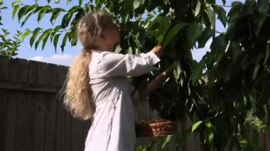 Kiraz toplama parlak güneşli bir günde sarışın kadın