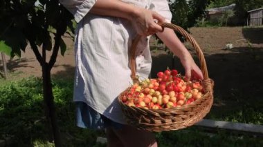 Kiraz toplama parlak güneşli bir günde sarışın kadın