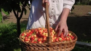 Kiraz toplama parlak güneşli bir günde sarışın kadın