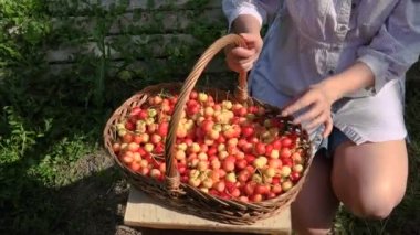 Kiraz toplama parlak güneşli bir günde sarışın kadın