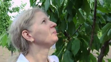 Kiraz toplama parlak güneşli bir günde sarışın kadın