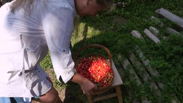 Blondynka Jasny Słoneczny Dzień Zbieranie Wiśni Czereśni — Wideo stockowe