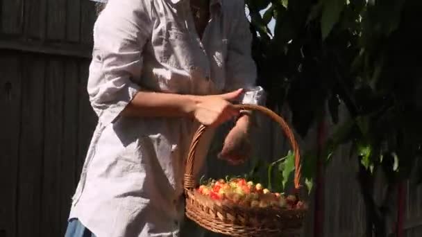 Blonde Woman Bright Sunny Day Picking Cherries — Stock Video