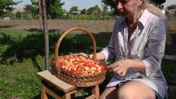 Blonde Frau Einem Sonnigen Tag Beim Kirschenpflücken — Stockvideo