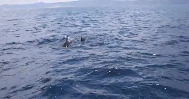 Baleines Pilotes Cétacés Famille Globicephala Poissons Noirs Nageant Dans Océan — Video