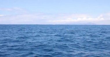 Pilot balina, Orka veya deniz memelileri yüzgeçli, Atlantik, Cebelitarık Boğazı, Akdeniz, İspanya ve Fas, Avrupa ve Afrika arasında yanında okyanusta yüzmeye ailesindeki 