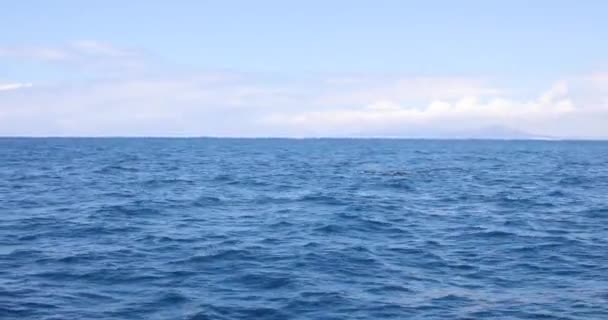 Baleias Piloto Peixes Negros Cetáceos Família Globicephala Nadando Oceano Atlântico — Vídeo de Stock