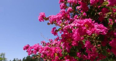 pembe ve mavi gökyüzü ile ağacının dalını meyve