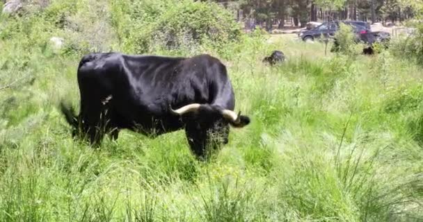 Vaca Negra Pastando Prado Grama Verde Perto Carros Uma Floresta — Vídeo de Stock