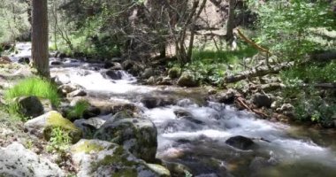 nehir su kayalar ve taşlar çam ağaçlarının Guadarrama dağlarda, Madrid, İspanya, Europe yakınındaki ormanda dolu