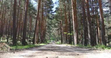 uzak çift iz veya patika çam ağaçlarının Guadarrama dağlarda, Madrid, İspanya, Europe yakınındaki ormanda yürüyüş hareketli vurdu