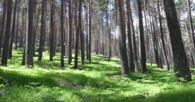 yeşil çim ve çam ağaçları Guadarrama dağlar, Madrid, İspanya, Europe yakınındaki ormanda eğreltiotu
