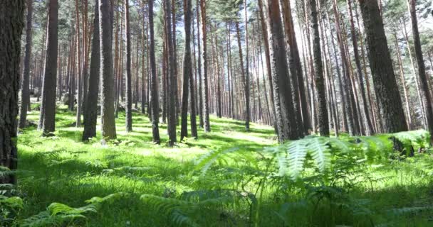 Zielony Paproci Trawa Sosnowym Lesie Drzew Górach Guadarrama Pobliżu Madryt — Wideo stockowe