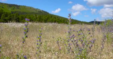 çiçek Navafria, Guadarrama, Madrid, İspanya bir orman içinde dağ ufuk ve mavi gökyüzü ile yürürken p.o.v.