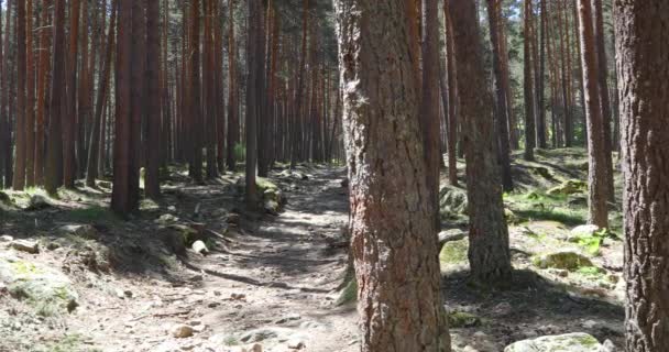 拍摄从树干到小径在 Guadarrama 山的松树林 靠近马德里 西班牙 — 图库视频影像