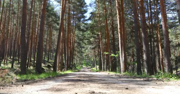 Strzał Ruchu Chodnik Lesie Sosnowym Górach Guadarrama Pobliżu Madryt Hiszpania — Wideo stockowe
