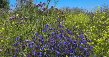 4 k hareketli video, manzara, ufuk ve mavi gökyüzü yaklaşıyor mavi çiçekler bahar