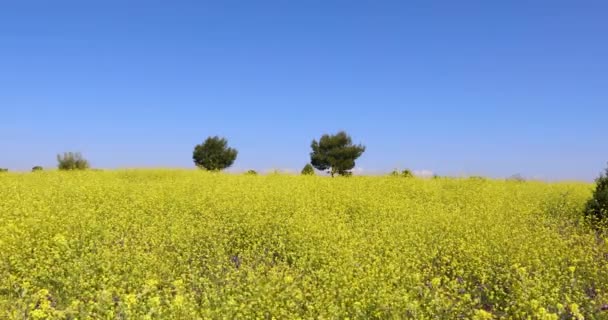 Motion Video Annäherung Gelbe Blumen Frühlingslandschaft Horizont Und Blauer Himmel — Stockvideo