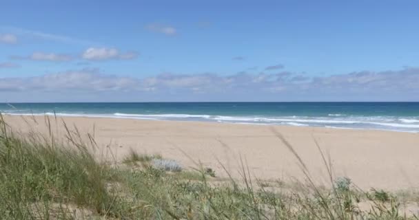 来自掌滩植物的景观 金色的沙子 蓝色的绿松石海水 波浪和地平线 Vejer 西班牙 — 图库视频影像