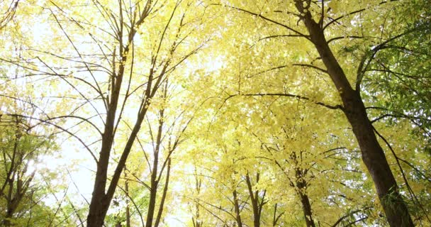 Wald Herbst Mit Gelben Blättern Hohen Zweigen Video — Stockvideo