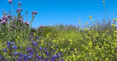 4k video hareket. Manzara, ufuk ve mavi gökyüzü sarı, pembe ve mavi çiçekler bahar
